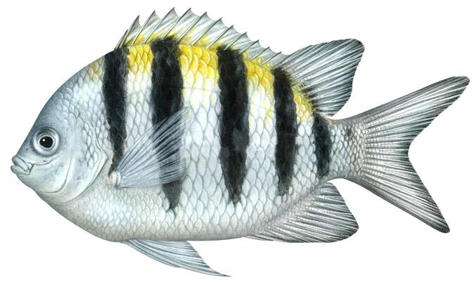Abudefduf saxatilis