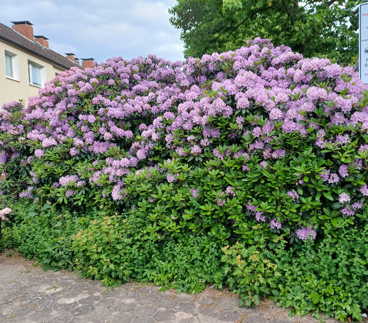 Фото сделано мною недалеко от нашего дома. 