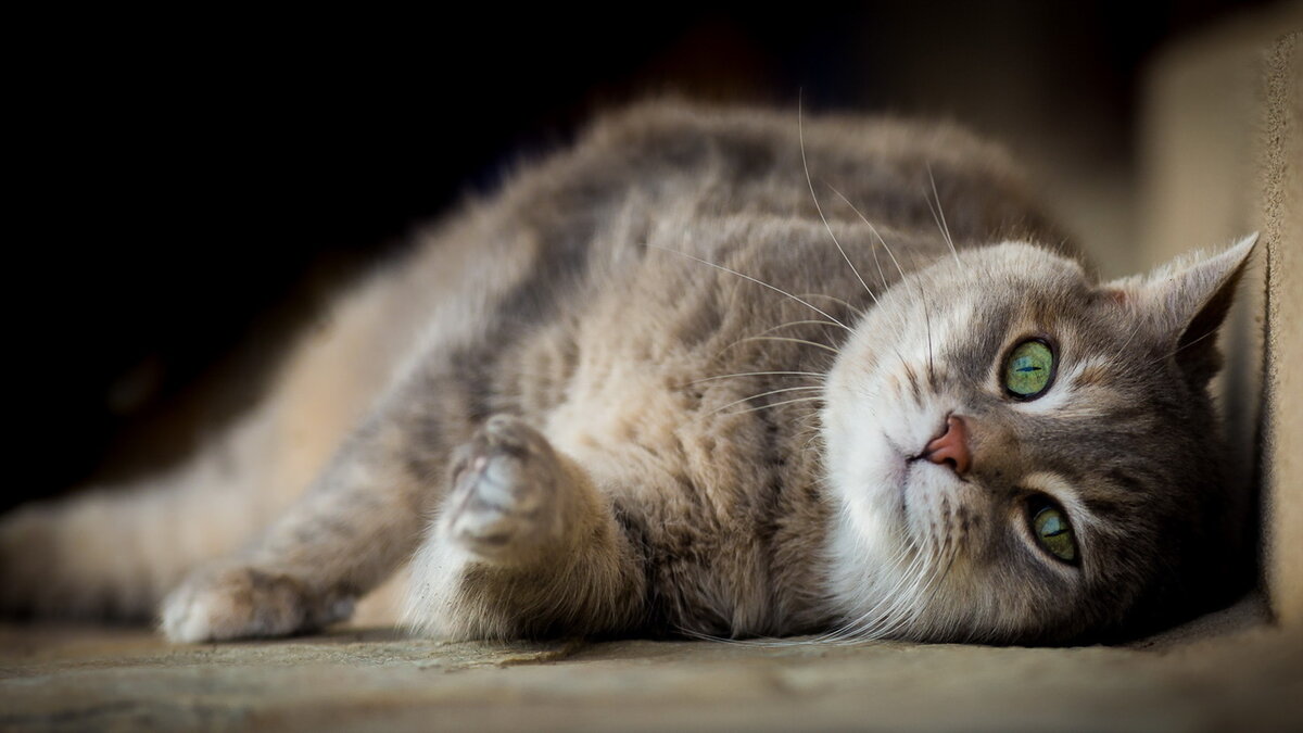 Фото из Интернета.