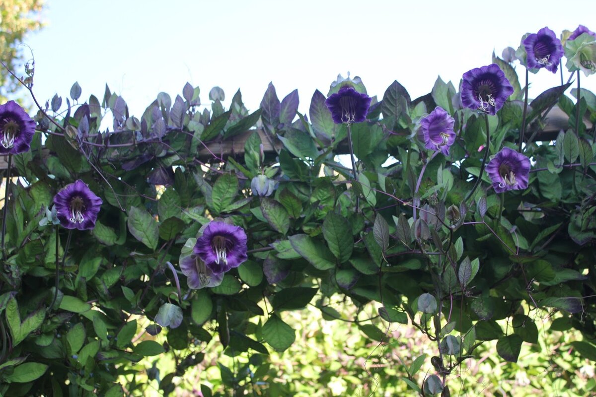 Кобея. Фото из интернета