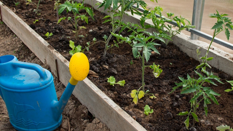 Делюсь опытом – “расстояние между кустами томатов”, при посадке в теплице и открытом грунте (результат огорошил)