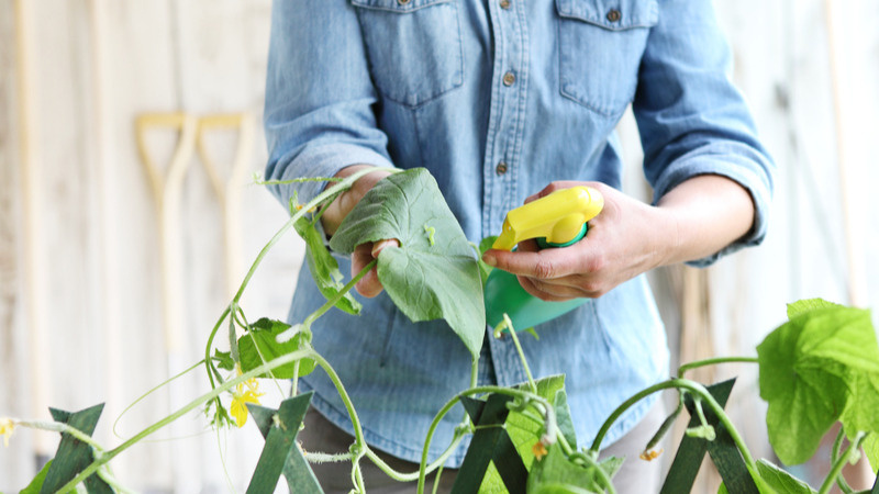 Жалею что поздно узнал “как и чем подкормить огурцы”. Теперь — урожай огурцов собираю ведрами (рассказываю подробно)
