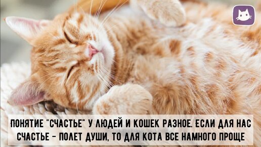 😻Что нужно кошке для счастья? Ответ здесь!