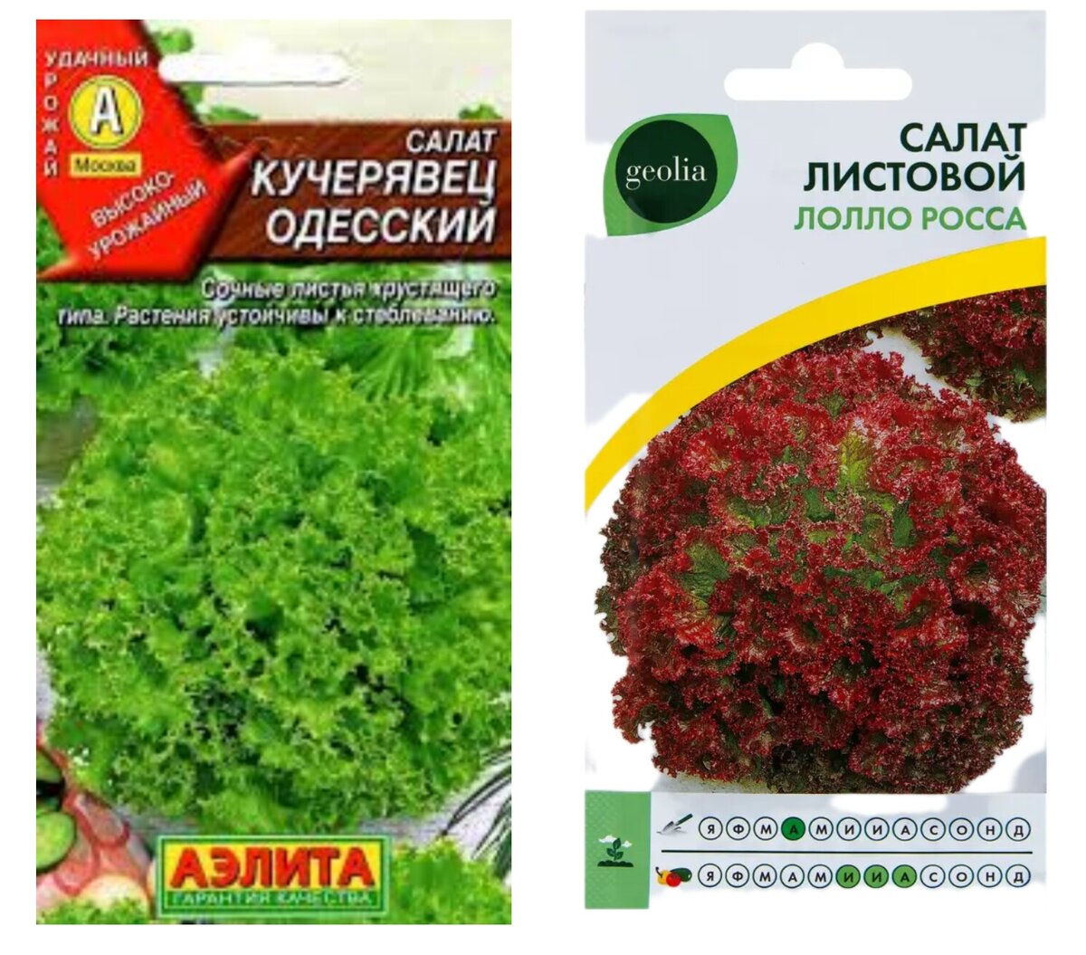 Всегда сажаю эти сорта. Вырисовывается красивая кортинка в совместной посадке. Фото из до ступного источника