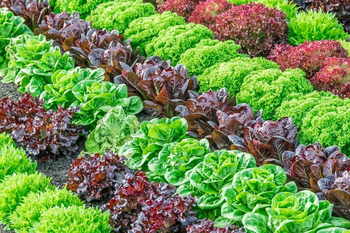 Очень красиво и аппетитно смотрятся такие посадки. Фото из доступного источника. 