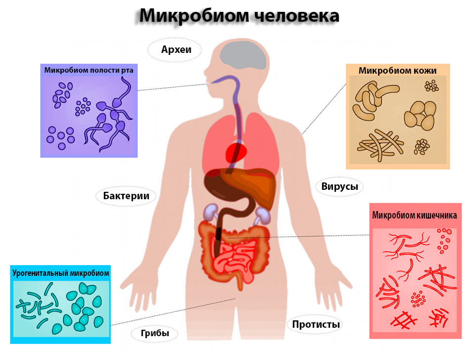 В интернете можно найти множество материалов, посвящённых микробиому.