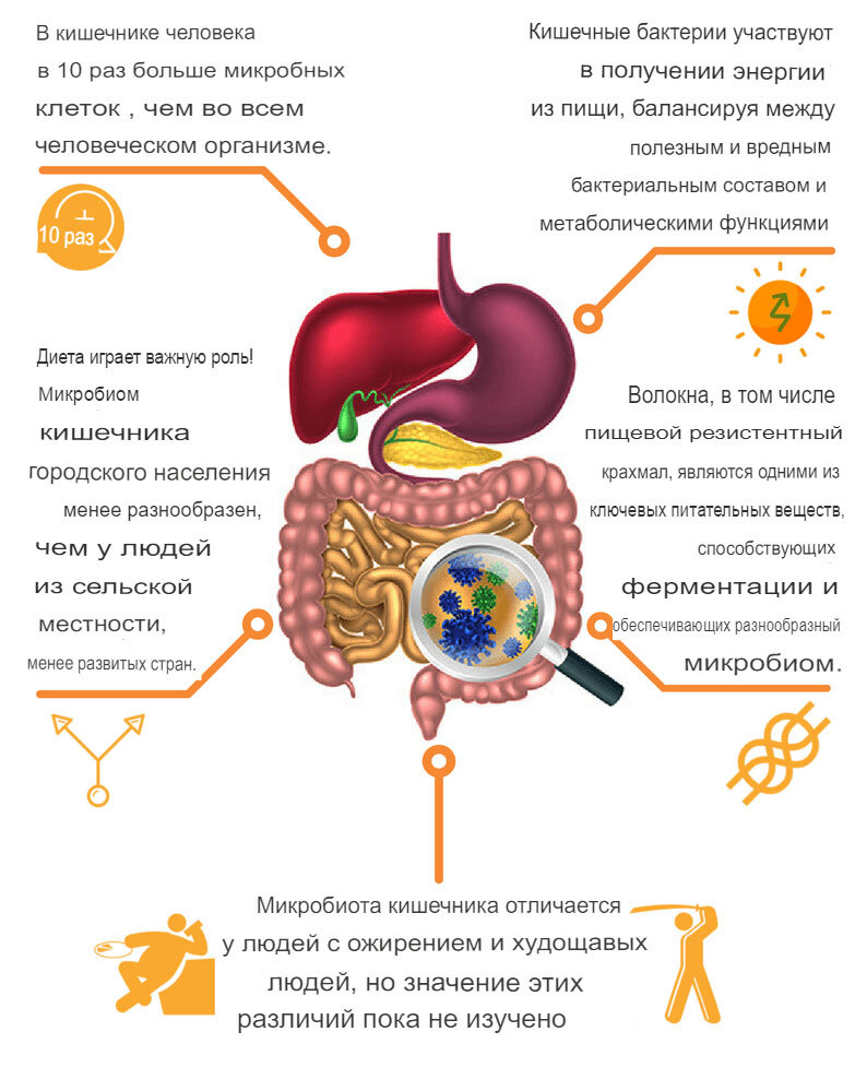Пять фактов о микробиоме кишечника