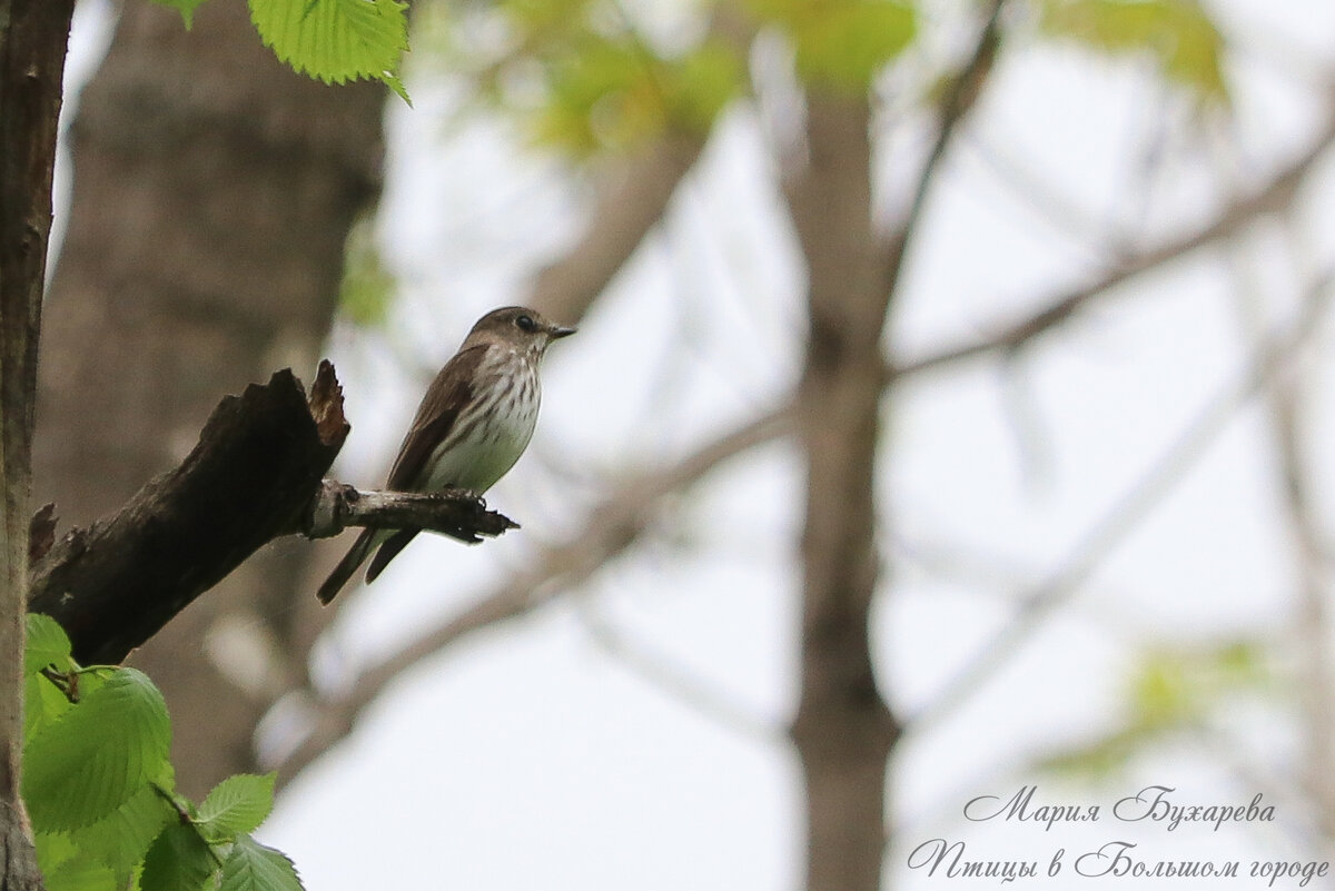 Пестрогрудая мухоловка