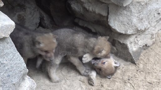 Гудзонские волчата. 19.05.2024