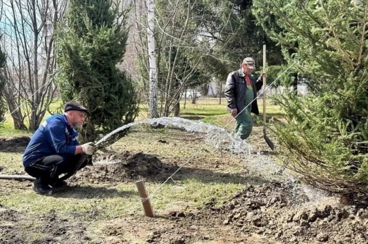    20 тысяч деревьев сибирской ели высадят в Новосибирске