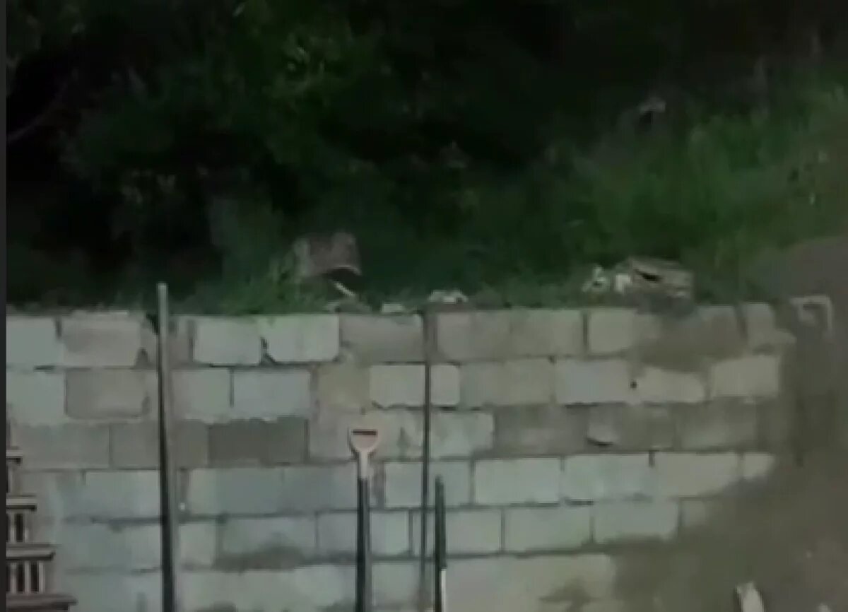    В Сочи к домам местных жителей из леса приходят шакалы