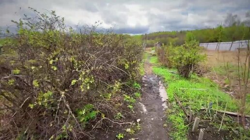 Как правильно сажать картошку: Амур.инфо проверило лайфхаки эксперта