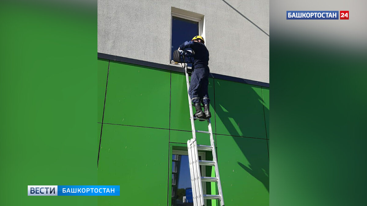    В Уфе спасатели вернули выпавшую из окна пятого этажа кошку хозяйке