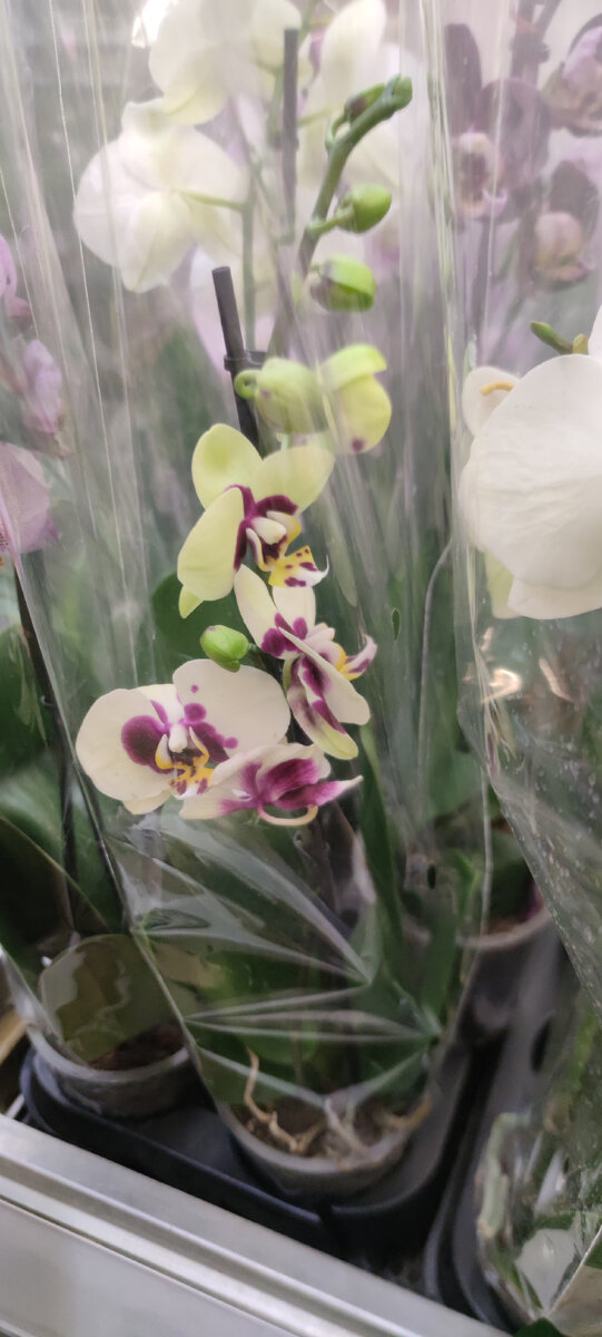 Орхидеи, как всегда, шикарные