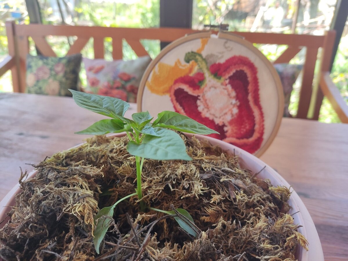 Мох выглядит симпатично с любым растением