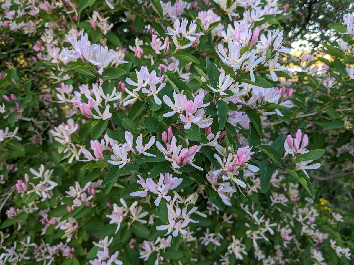 Жимолость, которая не пришлась к двору и стала общественной