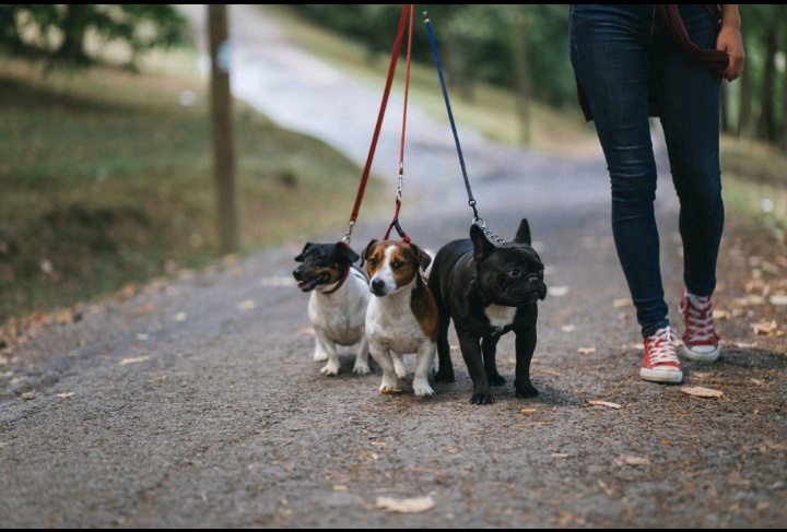 Выгул собак- как вид заработка 
