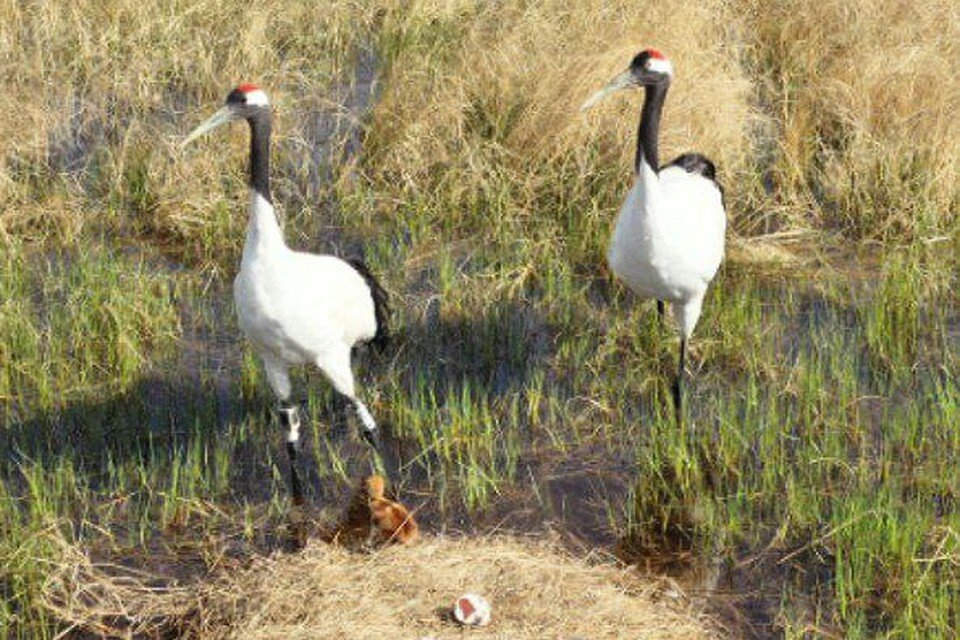    Японские журавли строят гнезда из травы и бросают его после появления птенцов. Фото: Антон Сасин