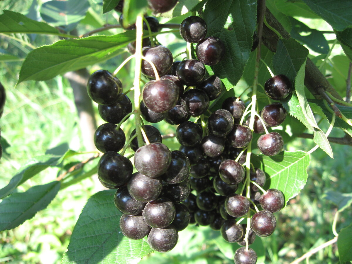 Черемуха это ягода или нет