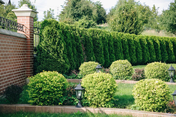 Живая изгородь. Источник: Getty Images/iStockphoto