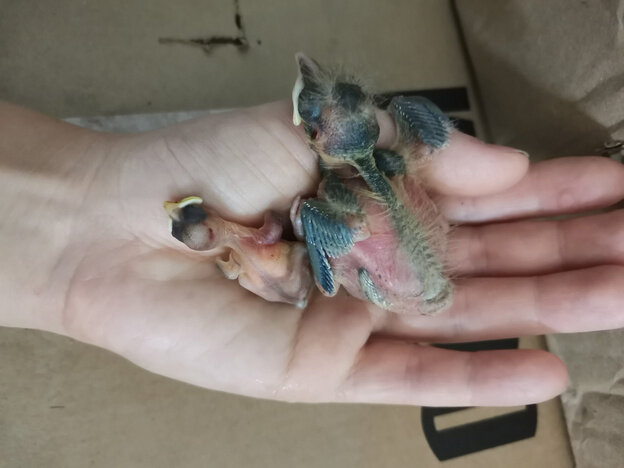    Центру «Большое гнездо» нужна помощь в лечении птенцов и зайчонка