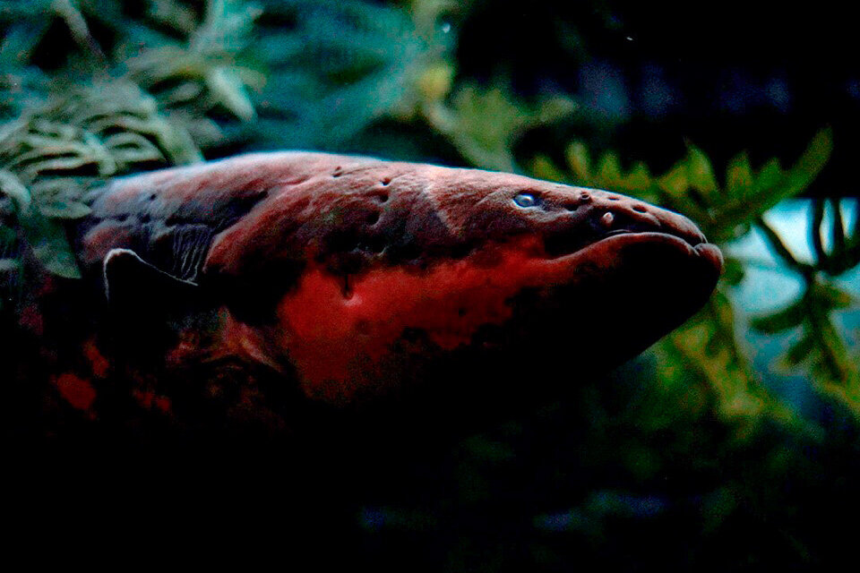 Фото: Москвариум