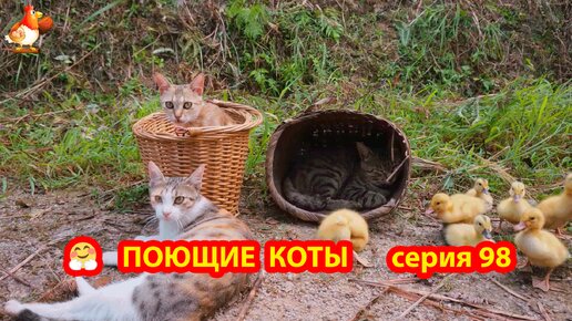 Крутые коты у птичьего двора выпуск 98 🐈🐈‍⬛😹 Корзины и утята ❣️ Природа Абхазии и красивое подворье с птицами и животными 😂