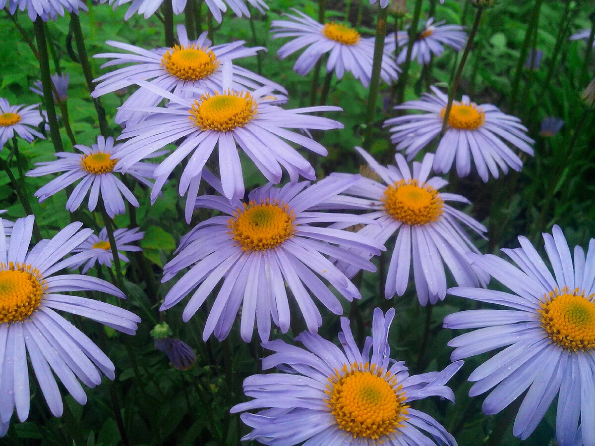 фото процитировано с сайта: gruenstadt.ru