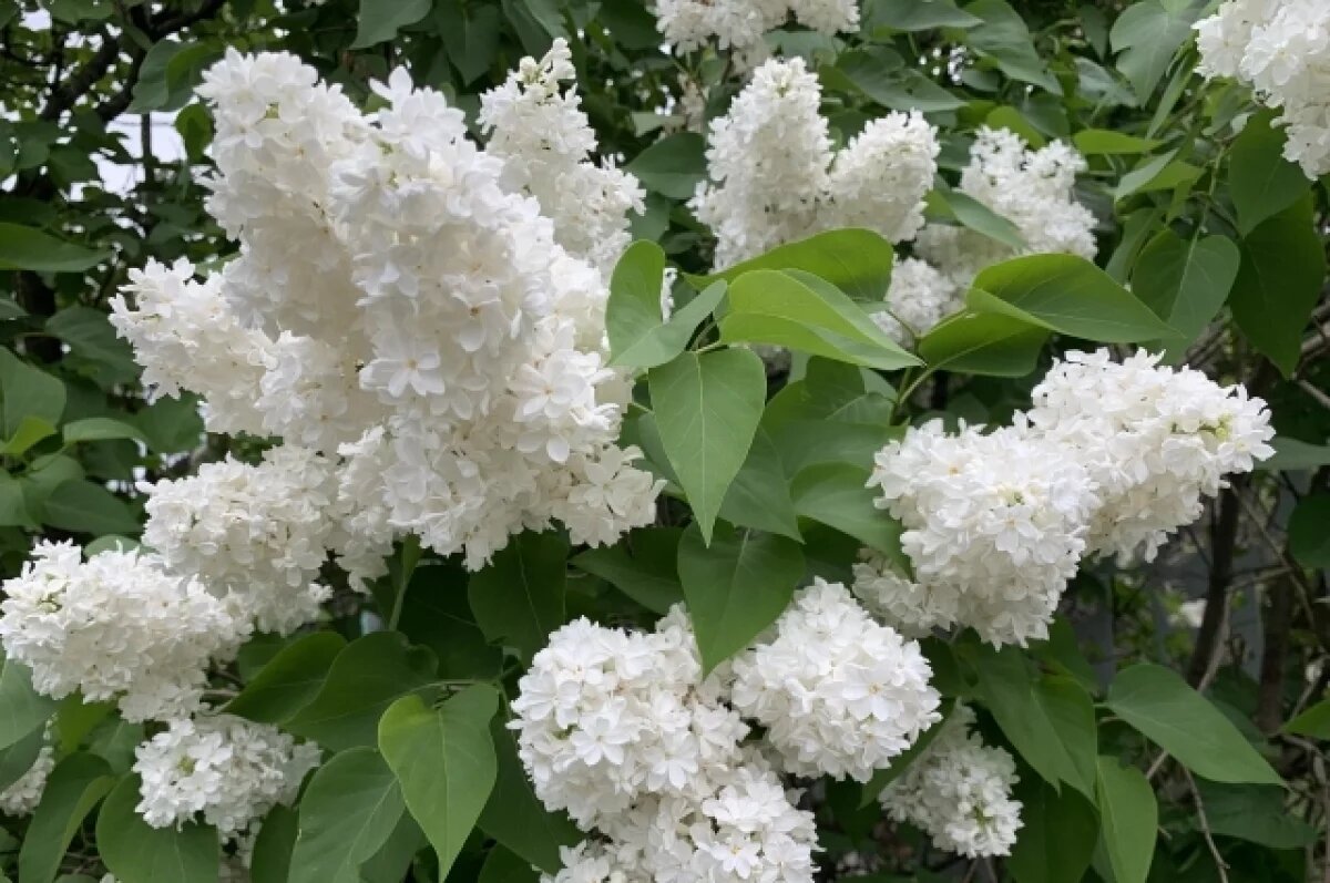    До +26 градусов потеплеет в Нижнем Новгороде