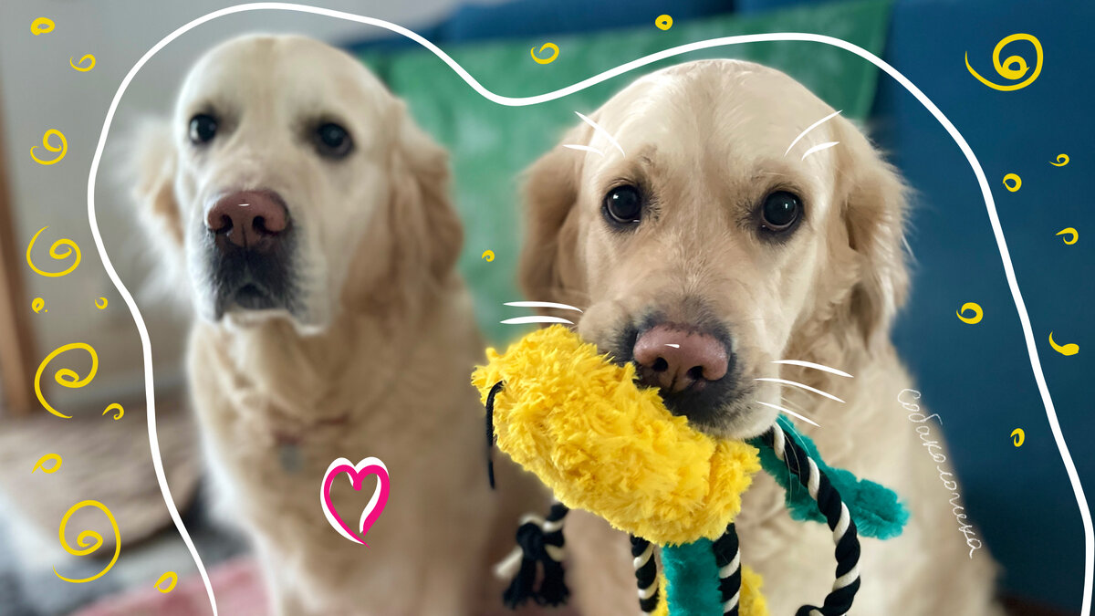 Причины плохого поведения собаки