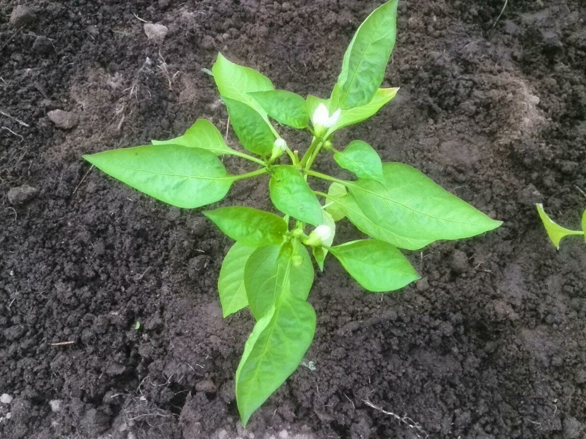 Кусты перца хорошо и быстро приживаются.