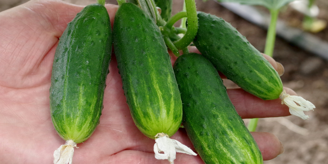 Огурцы, которые не боятся тени
