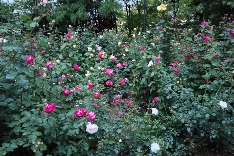 Список лекарств, которые нельзя принимать за рулём. Мнение неводителя