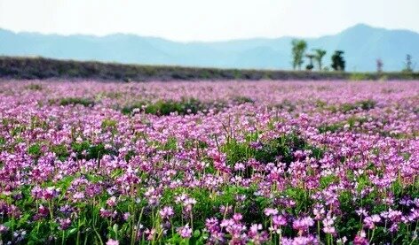 Люцерна (многолетнее кормовое бобовое растение)