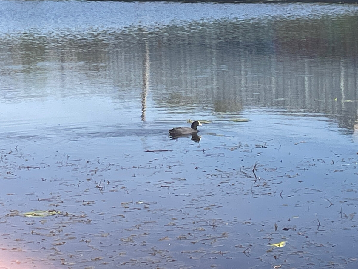 И снова Лысухи