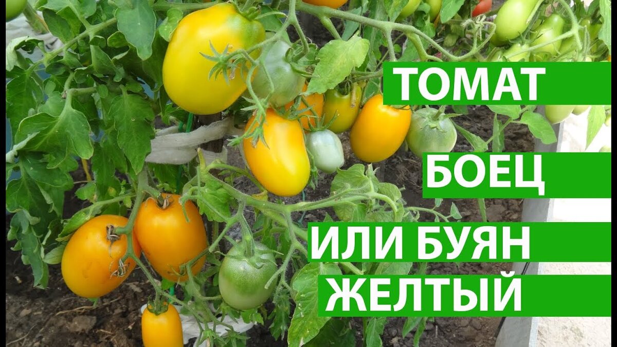Томат буян отзывы фото урожайность характеристика