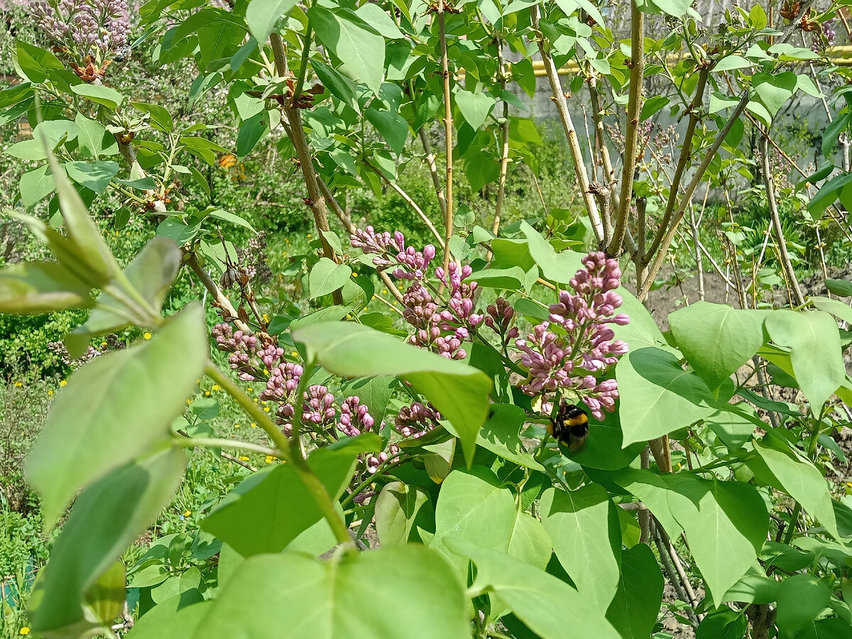 Шмель на нашей сирени 