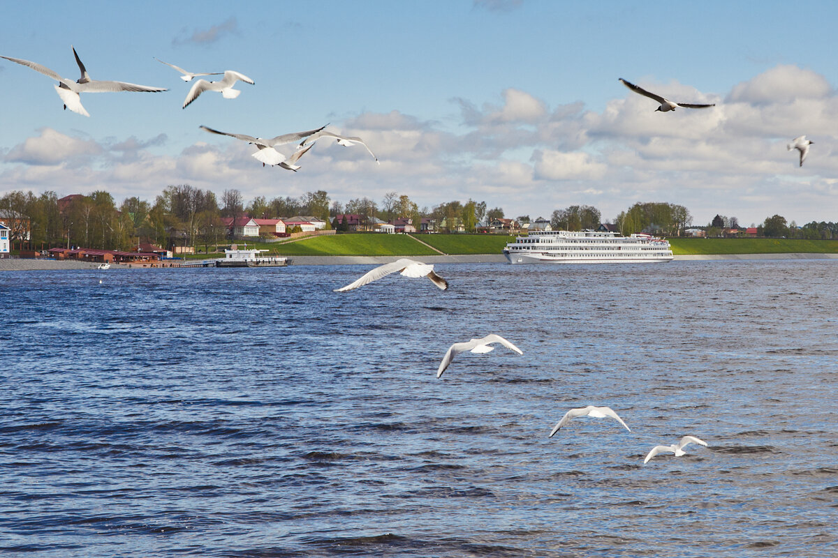 Чайки *листайте карусель*