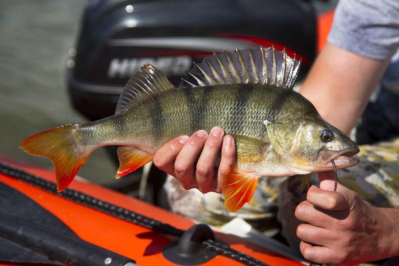 Фото: Дмитрий Богачев