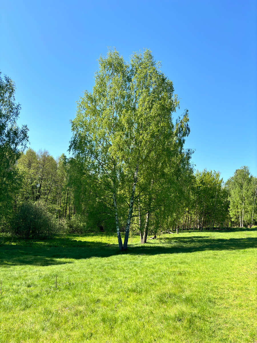 Белая береза / все фото автора