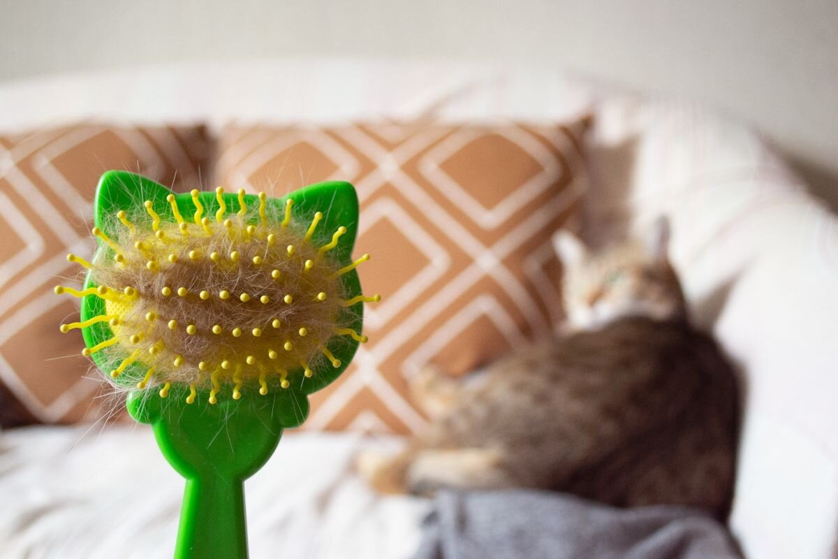 Линька у кошек 