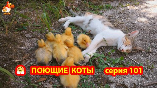 Крутые коты у птичьего двора выпуск 101 🐈🐈‍⬛😹 Отдых после обеда❣️ Природа Абхазии и красивое подворье с птицами и животными 😂