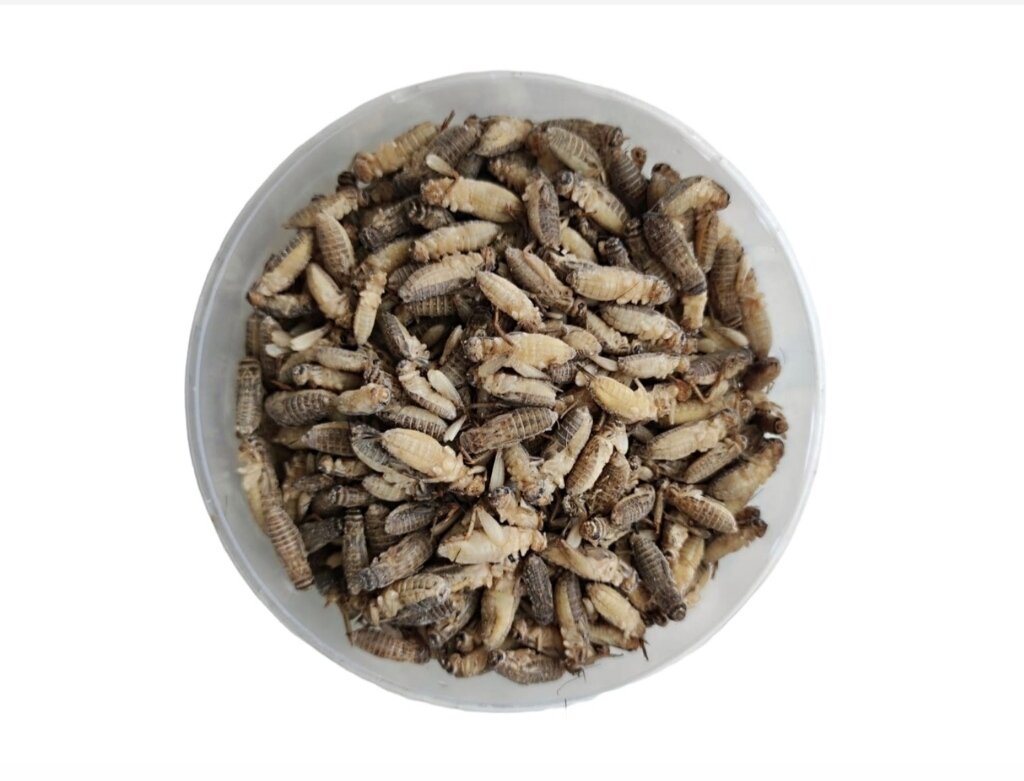 Сверчок домовой предимаго не просеянный 