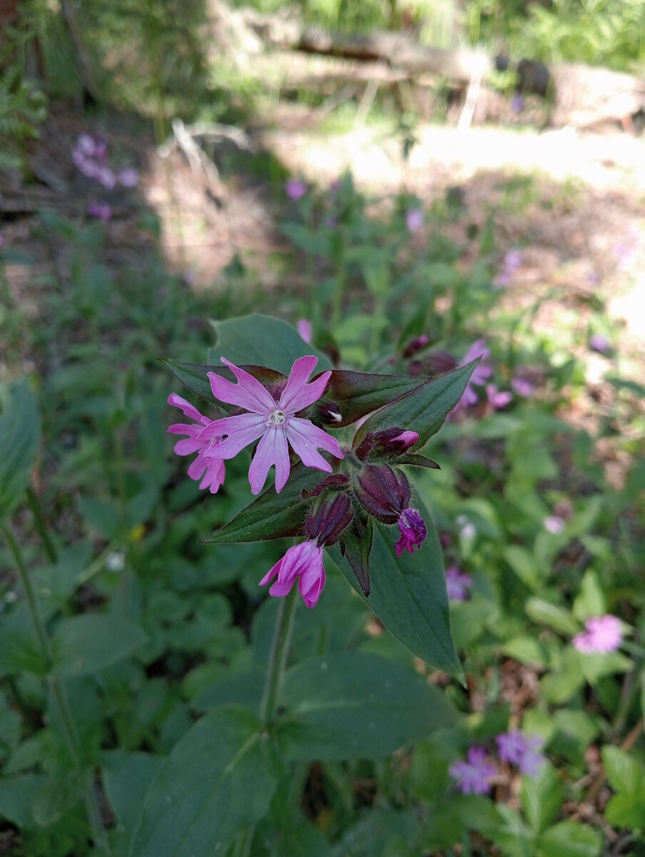 Фото моё. Смолёвка (дрёма) двудомная.