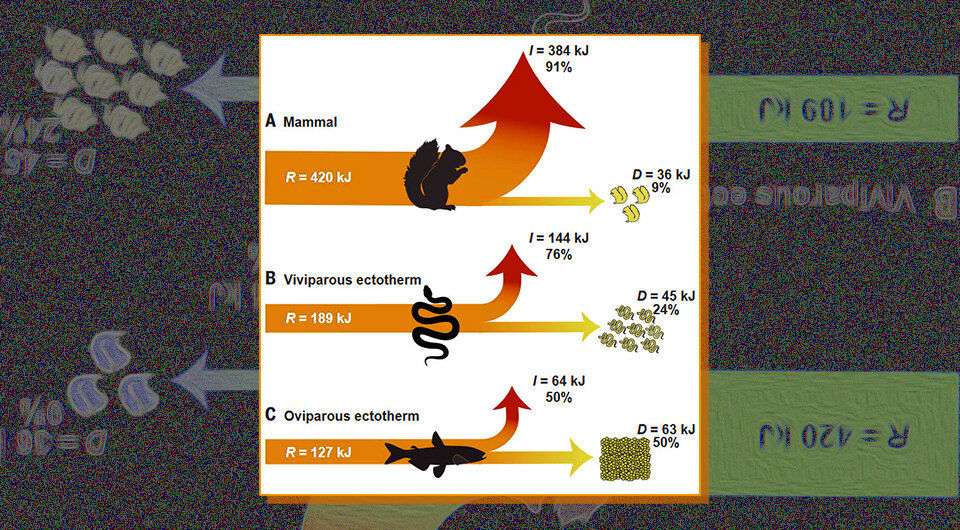   N + 1; Samuel C. Ginther et al. / Science, 2024