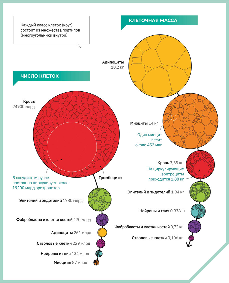 Рисунок 1. Число и совокупная масса клеток в организме 60-килограммовой женщины / Источник: https://static.scientifi camerican.com/sciam/assets/Image/2023/saw0124Gsci31b_d.jpg