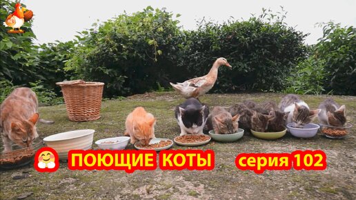 Крутые коты у птичьего двора выпуск 102 🐈🐈‍⬛😹 Утка в раздумьях ❣️ Природа Абхазии и красивое подворье с птицами и животными 😂