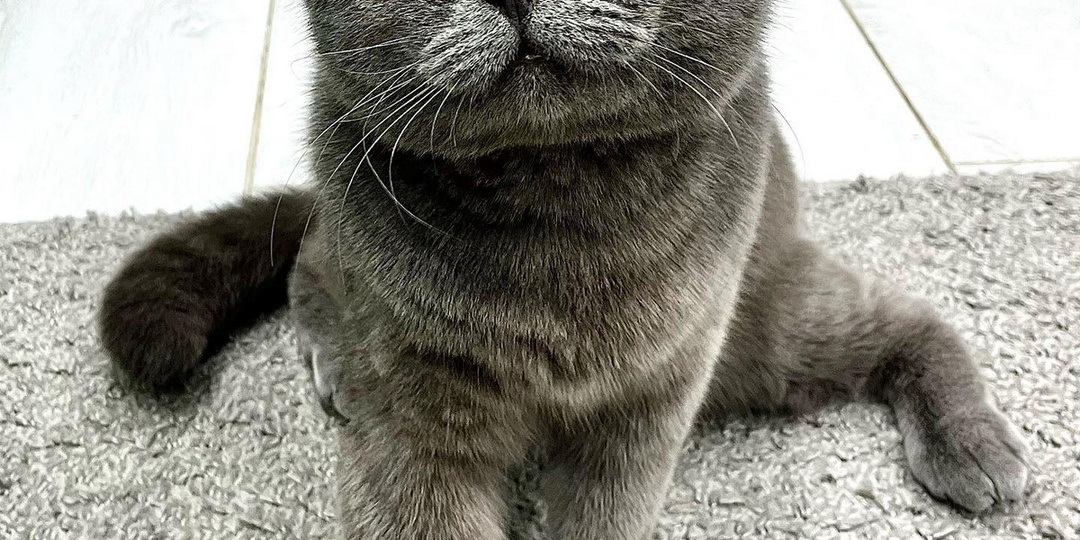 Кот Федя из Ростовской области стал звездой интернета и начал заниматься благотворительностью!