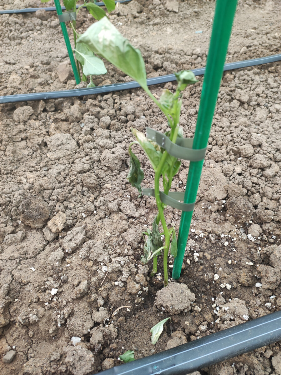 Погибли 3 перца 