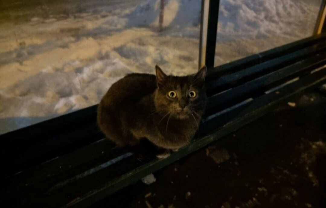 Фото автора. Кошка ночью на морской остановке.